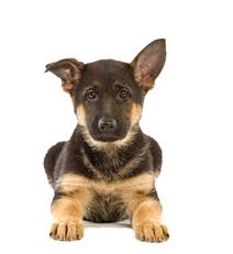 Royal Canin Maxi Junior для щенков Royal Canin Maxi Junior для щенков
